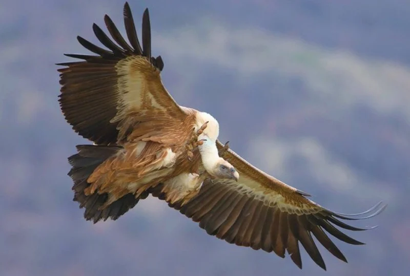  Источник изображения: laplaya-rus.ru 