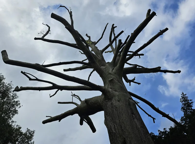 Microsoft шокировала рынок: полная остановка закупок углеродных кредитов